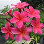 Maui Sweetheart/ aka Raspberry