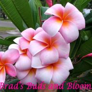 Mele Matson- 5 seeds