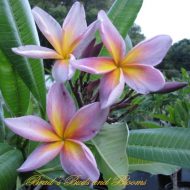 Metallica- 5 seeds - EXTREMELY RARE!