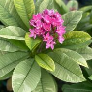 Milky Way- Variegated Plumeria- LIMITED!