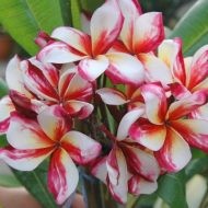 MIRACLE  (Very Limited!)