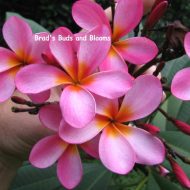 Miracle Pink