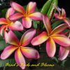 Moragne #106 (Kelly Moragne) LIMITED and RARE