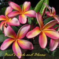 Moragne #106 (Kelly Moragne) LIMITED and RARE