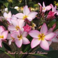 Multiplicity- Extremely Rare- 5 Seeds- LAST PACK!