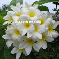 Hausten White-5 seeds