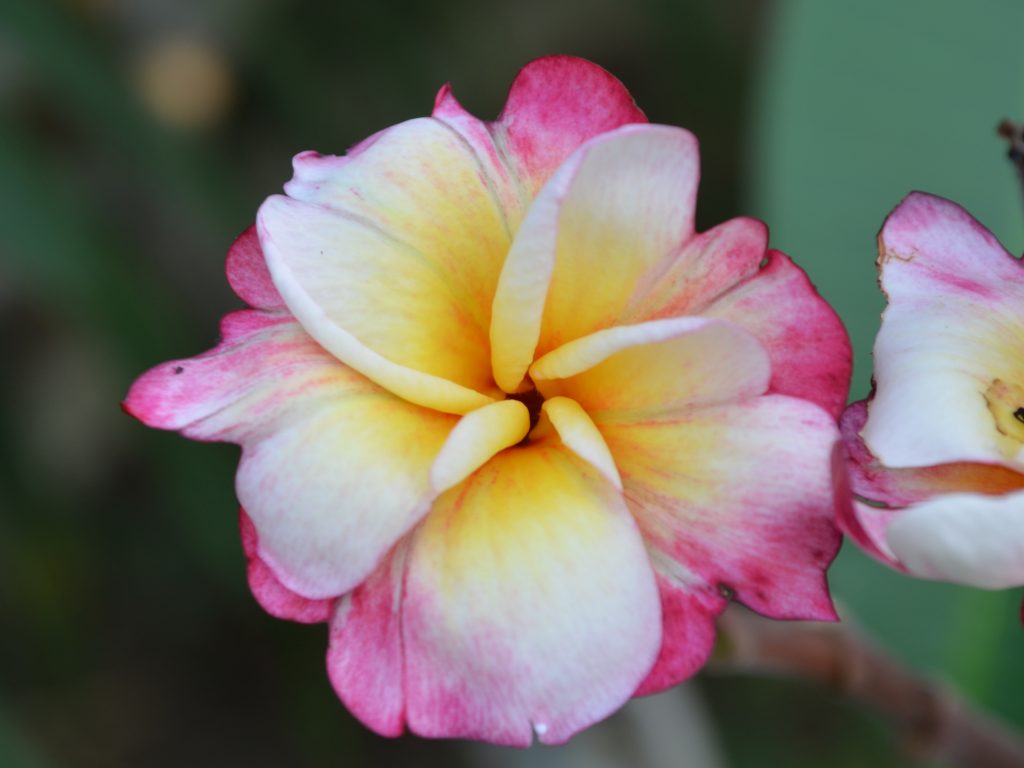 Mystic Whirl Brad's Buds and Blooms