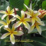 Cinnamon Swirl/Novelty- 5 Seeds