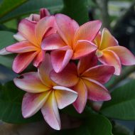 Orange 60- (AKAs: 'Mai Tai', and, 'Dulcemia')- VERY COMPACT!