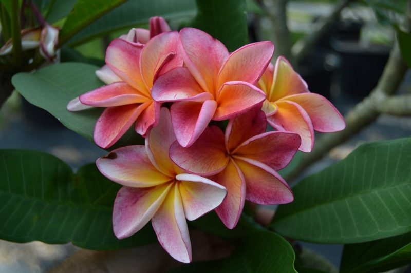 Orange 60- (AKAs: 'Mai Tai', and, 'Dulcemia')- VERY COMPACT!