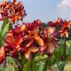 Orange Paper Windmill- Exclusive from Kukiat! ROOTED Plants--NOT GRAFTED