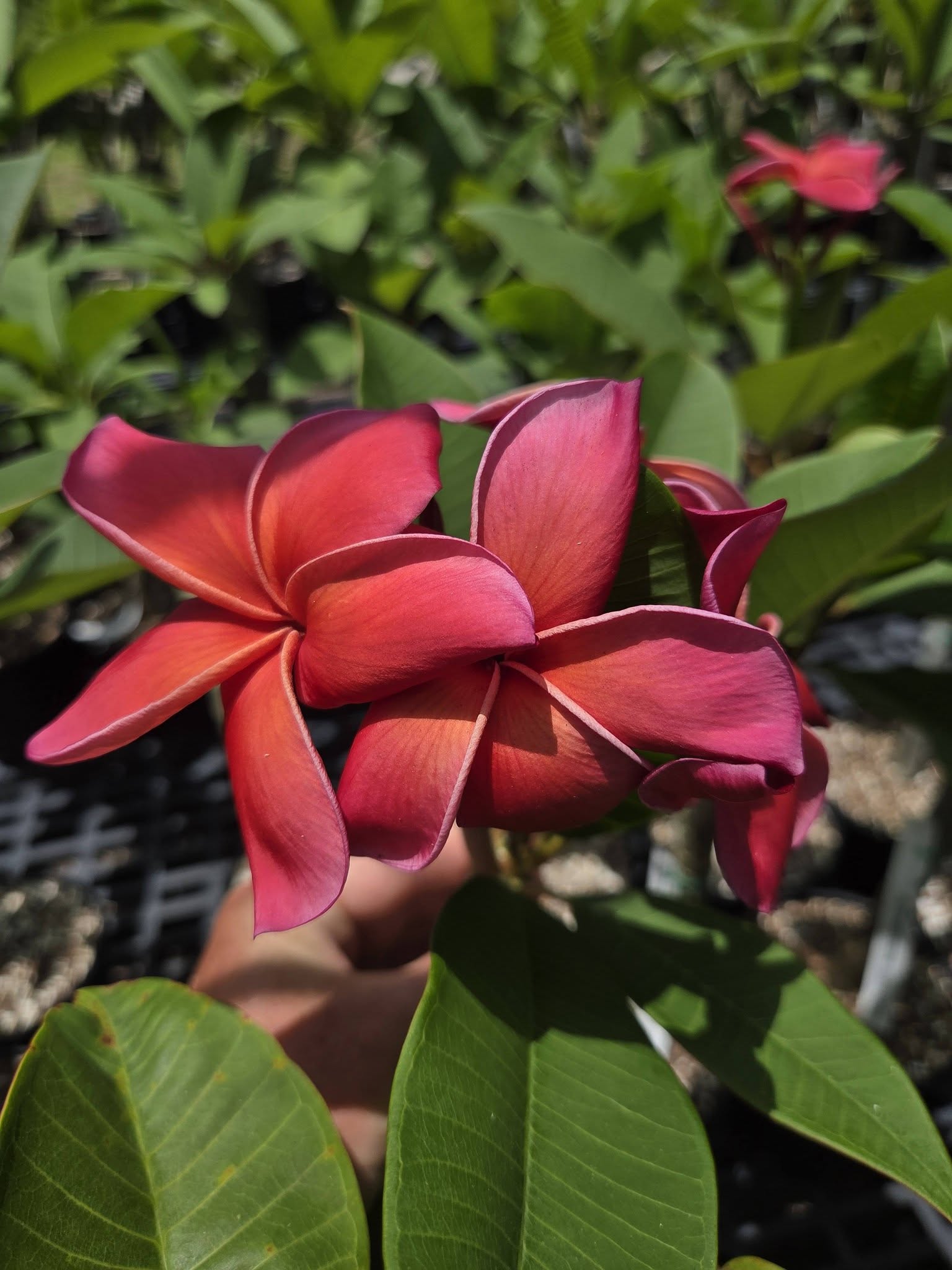 Orange Sunrise- Rooted Plumeria Plant - Image 3