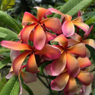 Peach Filigree
