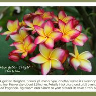 Pink Golden Delight- NEW & Limited!