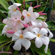Pink Pudica- Pudica Hybrid with Color & Frangrance! VERY LIMITED!