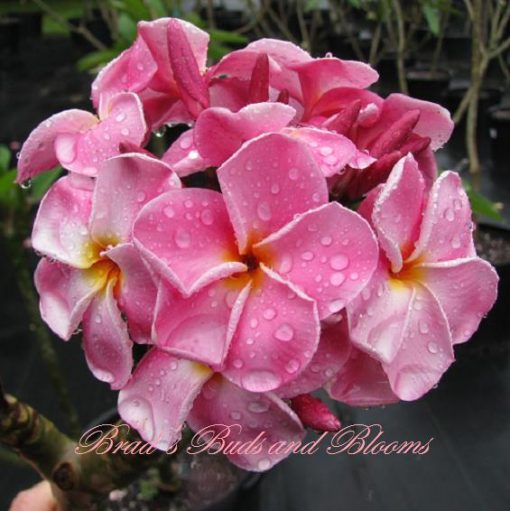 Plumeria Seeds Brad's Buds and Blooms