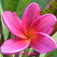 PinkerBlue- Rare- 5 Seeds