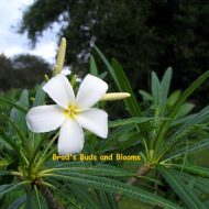 Plumeria alba 'Anegada'