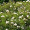 Plumeria filifolia - Image 2