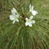 Plumeria filifolia