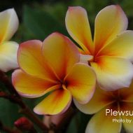 Plewsurreya- 5 sseds