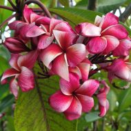 Plum Crazy (JJ)- Plumeria Plant