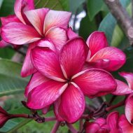 Plum Crazy- 5 seeds
