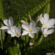 Plumeria grenada- Rare and Limited!