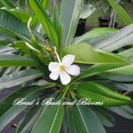 Plumeria sericifolia-5 seeds