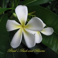Plumeria sericifolia