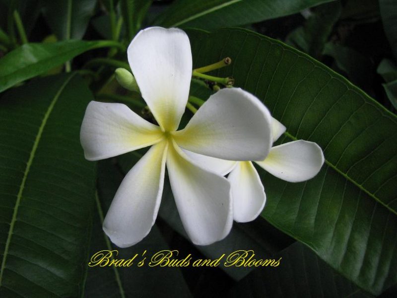 Plumeria sericifolia