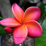 Polynesian Sunset- 5 seeds