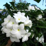 Plumeria Pudica- RARE- 5 Seeds