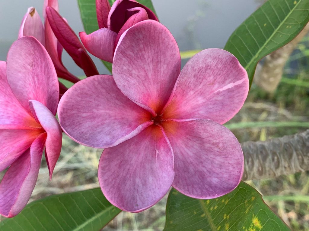 Purple Moon Exclusive! Brad's Buds and Blooms