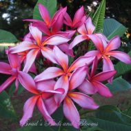 Purple Rainbow/Muang Sairung- 5 Seeds-- RARE!