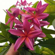 Purple Rainbow (aka Muang Sairung)