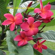 Queen of Hearts- Rare- 5 Seeds