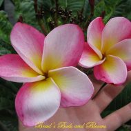 Rainbow Star-  5 seeds