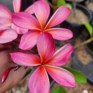 Dwarf Raspberry Finesse- 5 seeds- Very Rare!