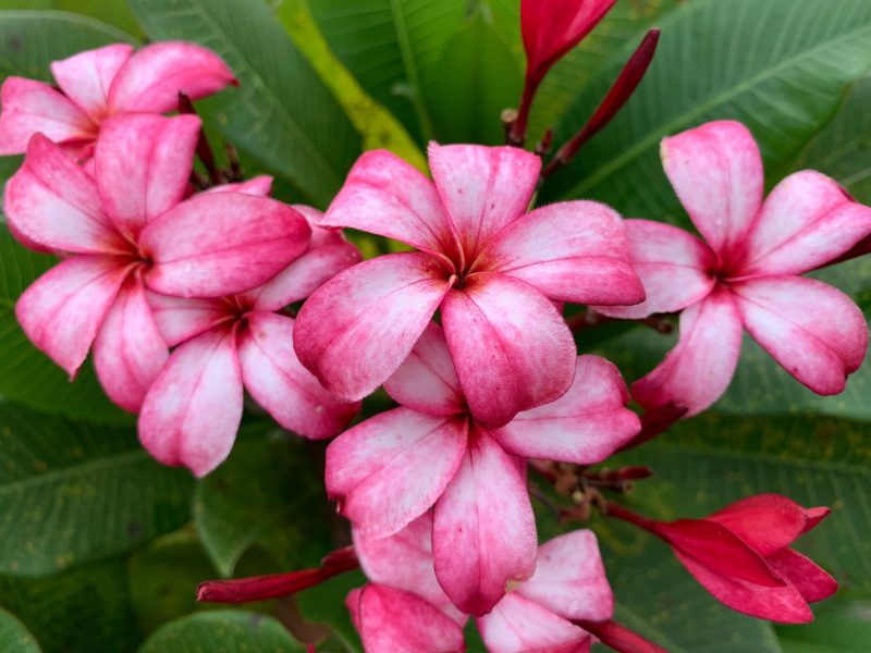 Roseate Clouds