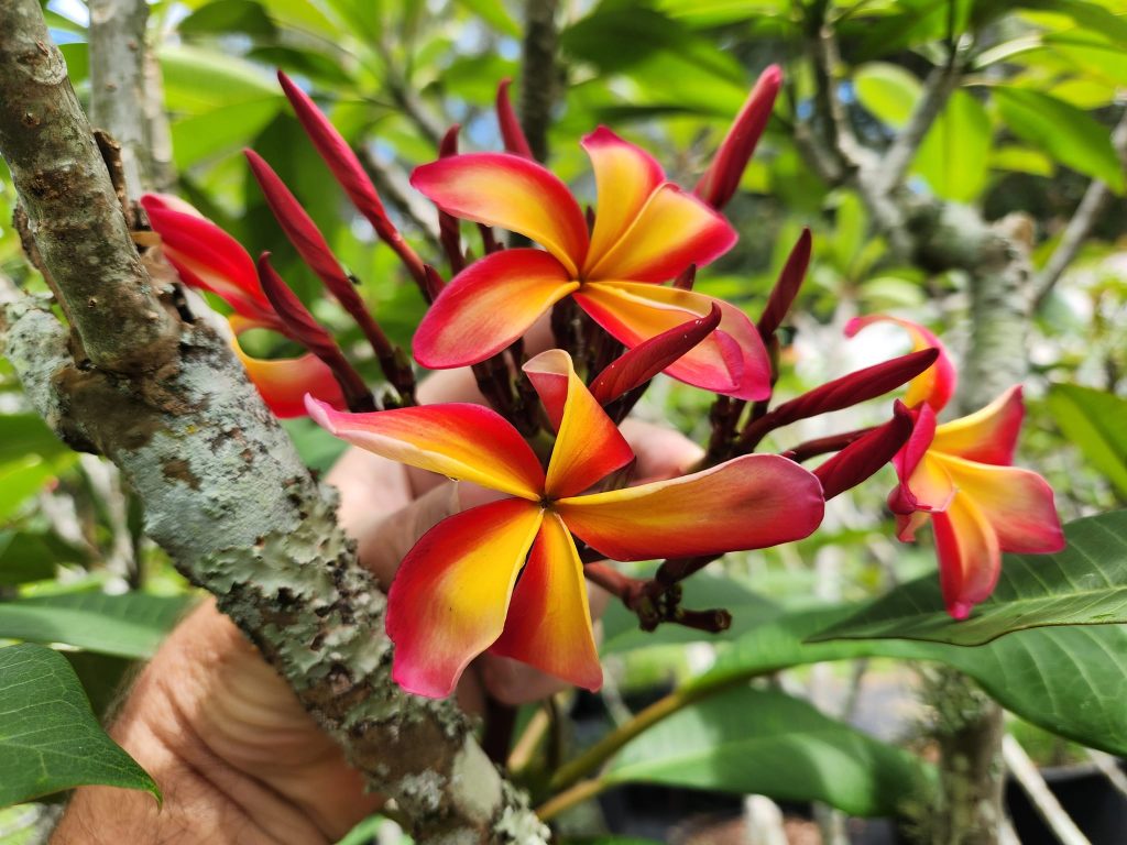 San Miguel Brad's Buds and Blooms