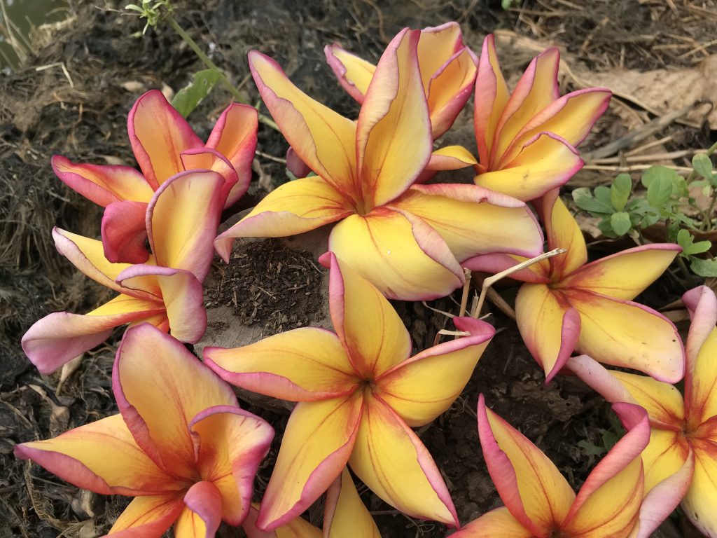 Sawadee Grafted Plants Brad's Buds and Blooms