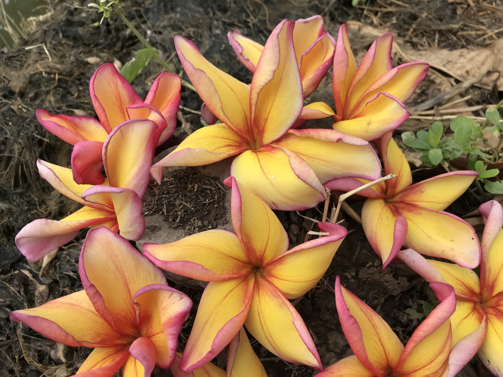 Sawadee Grafted Plants Brad's Buds and Blooms