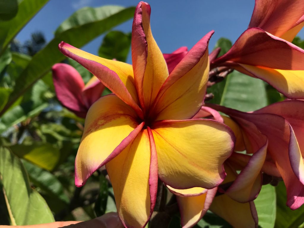 Sawadee Grafted Plants Brad's Buds and Blooms
