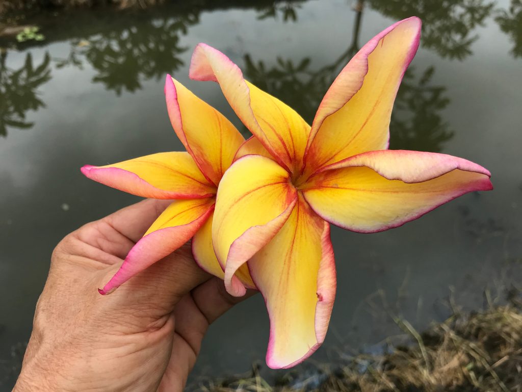 Sawadee Grafted Plants Brad's Buds and Blooms