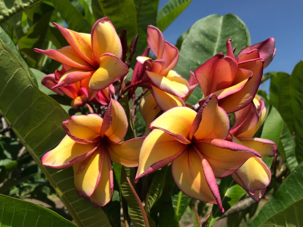 Sawadee Grafted Plants Brad's Buds and Blooms