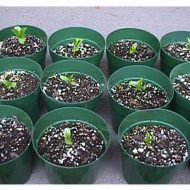 Unknown Seedling- 5 seeds