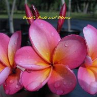 Shalimar- (OZ)- 5 Seeds