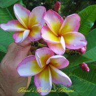 Show Off- 5 seeds rare