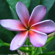 Siam Lavender- Rare- 5 Seeds